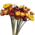 Color Life Natural Dried Flower Bouquet ,Natural Flowers Bouquet Daisies .Dried Daisies, Home Furnishings,DYI Flower Arrangement,40 Pcs (Natural Color)