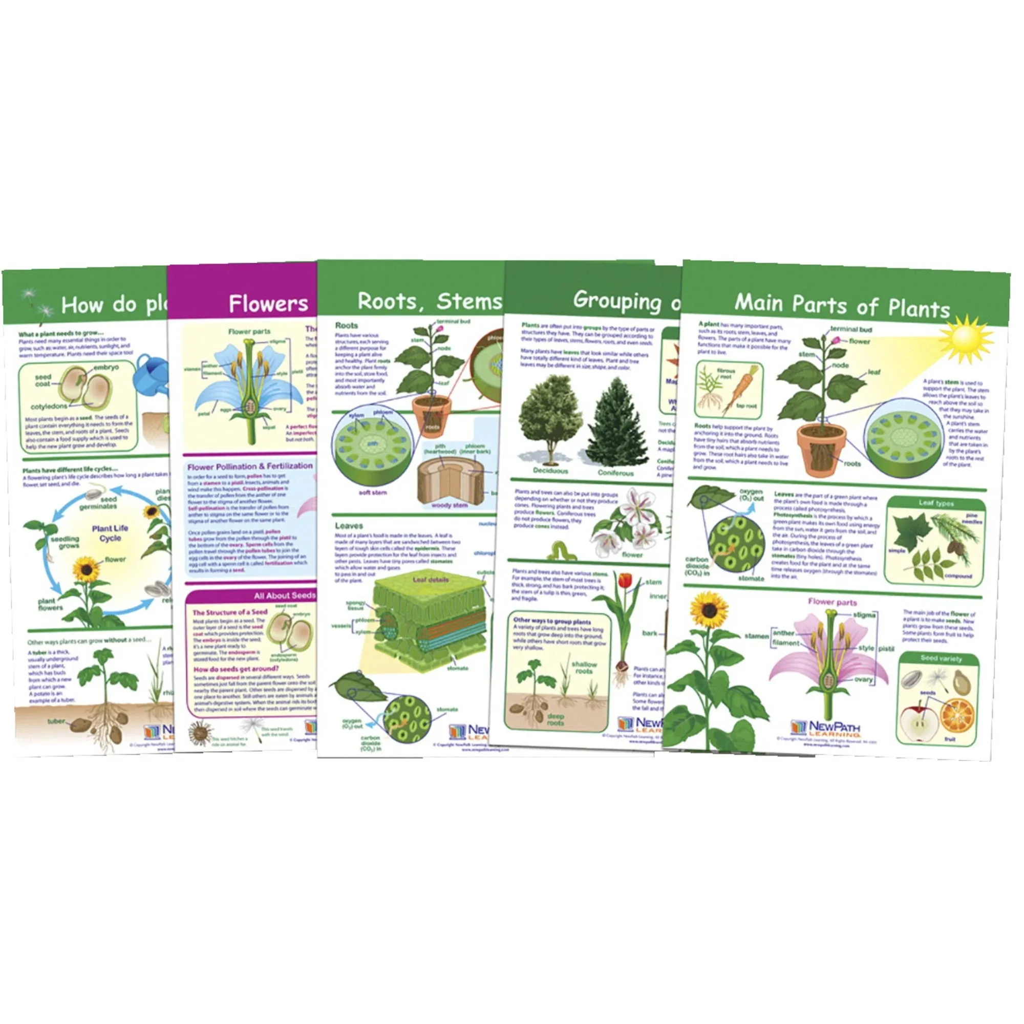 NewPath Learning-94-3501 All About Plants Bulletin Board Charts, Set of 5