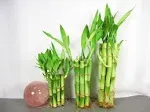 Live Lucky Bamboo Plant Set 4"x10, 6"x10,8"x10 Total 30 Straight Bamboo