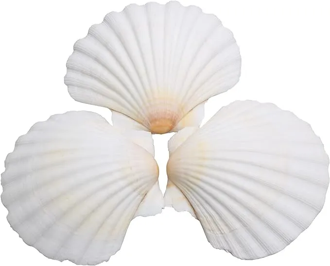 25pcs Scallop Shells for Crafts, 2-3 Inches White Large Natural Seashells for...