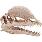 Dinosaur Skull