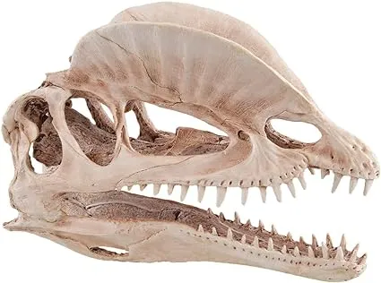 Underwater Treasures Dinosaur Skull