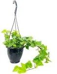 Green English Ivy Hanging Basket - Live Plant in A 4 inch Hanging Pot - Hedera Helix - Beautiful Easy Care Indoor Air Purifying Houseplant Vine