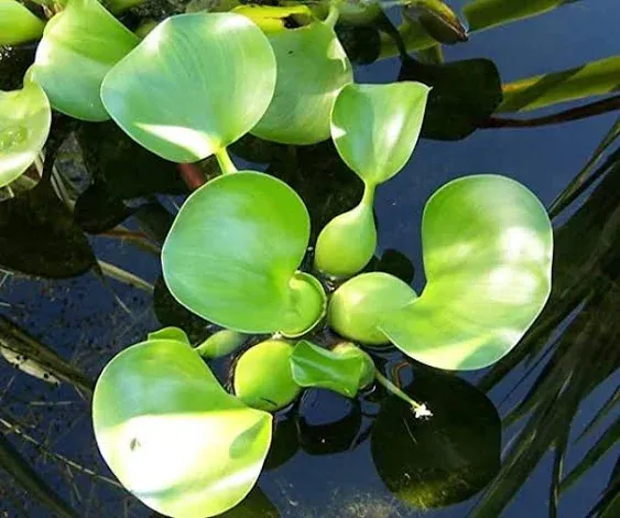 Three (3) Premium Water Hyacinth Floating Aquatic Live Tropical Plants