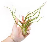 Air Plant Shop Large Bulbosa Belize Air Plants