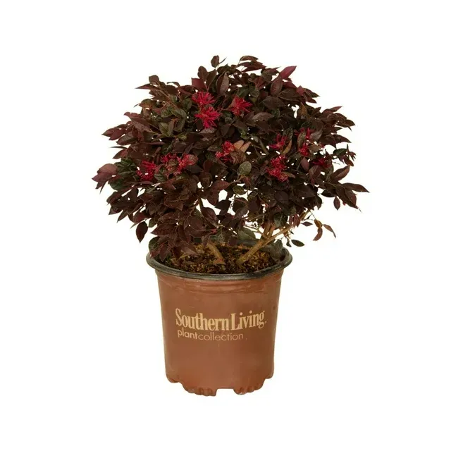 Purple Daydream Loropetalum - 2.5 Quart - Southern Living Plant