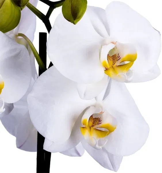 DecoBlooms Living White Premium Double Stem Orchid Plant - 5 inch Blooms - Fresh Flowering Home Décor, DB00964