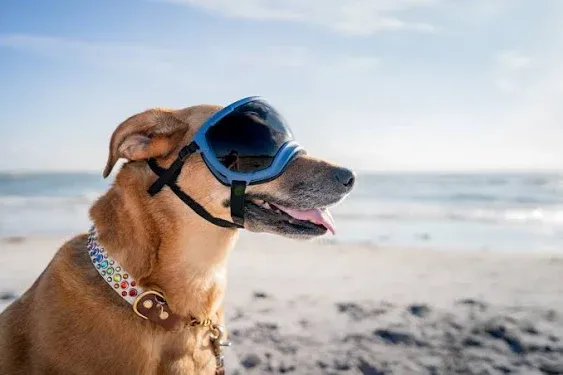 Dog Eyewear | Dog Goggles Eye Protection | Rex Specs