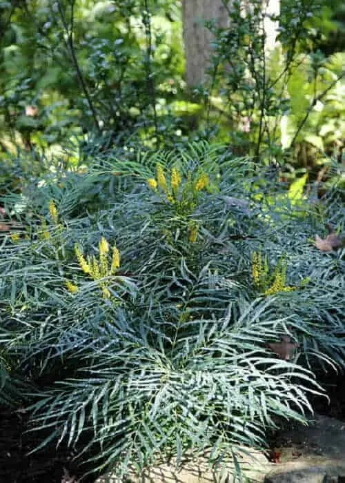 Southern Living Plant Collection Soft Caress Mahonia