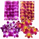 Prebook 50PURPLE 50YELLOW COMBO Fresh Cut Dendrobium Orchid Loose Bloom