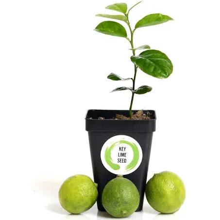 Key Lime Tree Starter Plant . Citrus aurantifolia. 3” - 5”