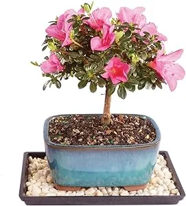 Brussel's Live Satsuki Azalea Outdoor Bonsai Tree - 4 Years Old; 6" to 8" Tall with Decorative Container, Humidity Tray & Deco Rock