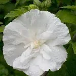 Proven Winners White Chiffon Rose of Sharon Hibiscus Live Shrub - HIBPRC2017800