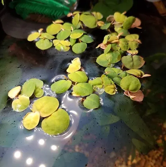 30+ Red Root Floaters (Phyllanthus Fluitans) In Large 4 Ounce Portion Cup - BUY 2 GET 1 FREE - Live Aquarium Floating Plants - Free Shipping