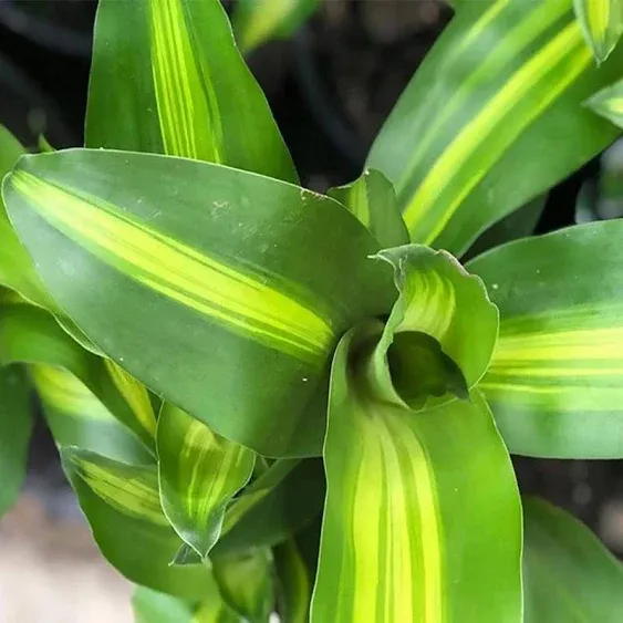 American Plant Exchange Live Dracaena Massangeana Corn Plant, Dracaena Fragrans Plant, Plant Pot for Home and Garden Decor, 10-Inch Pot