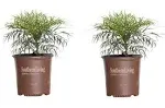 Southern Living Plant Collection Yellow Soft Caress Mahonia Accent Shrub in 2-Gallon Pot 2-Pack Lowes.com