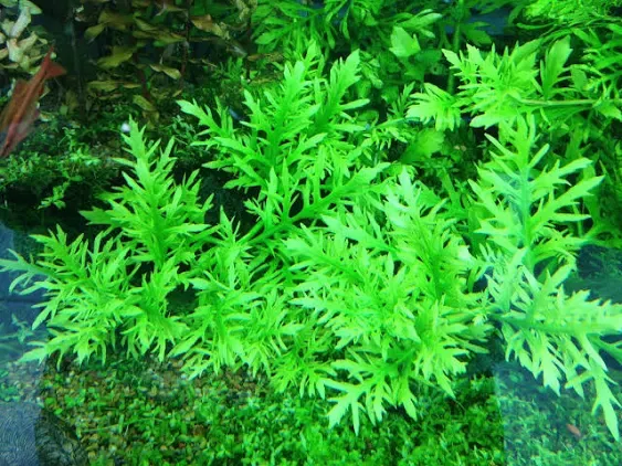 California Bundle - 25+ Stems / 6 Species Live Aquarium Plants Package