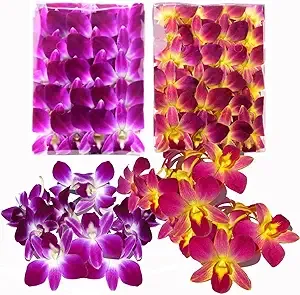 Prebook 50PURPLE 50YELLOW COMBO Fresh Cut Dendrobium Orchid Loose Bloom