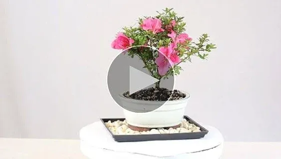 Brussel's Live Satsuki Azalea Outdoor Bonsai Tree - 4 Years Old; 6" to 8" Tall with Decorative Container, Humidity Tray & Deco Rock