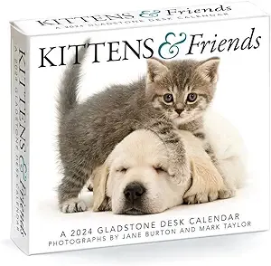 Gladstone Media, Kittens & Friends 2024 Desk Calendar