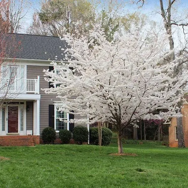 Yoshino Cherry Tree, 5-6 ft- Ornamental Flowering Tree, Most Popular Flowering Cherry Tree, Zone 5-8