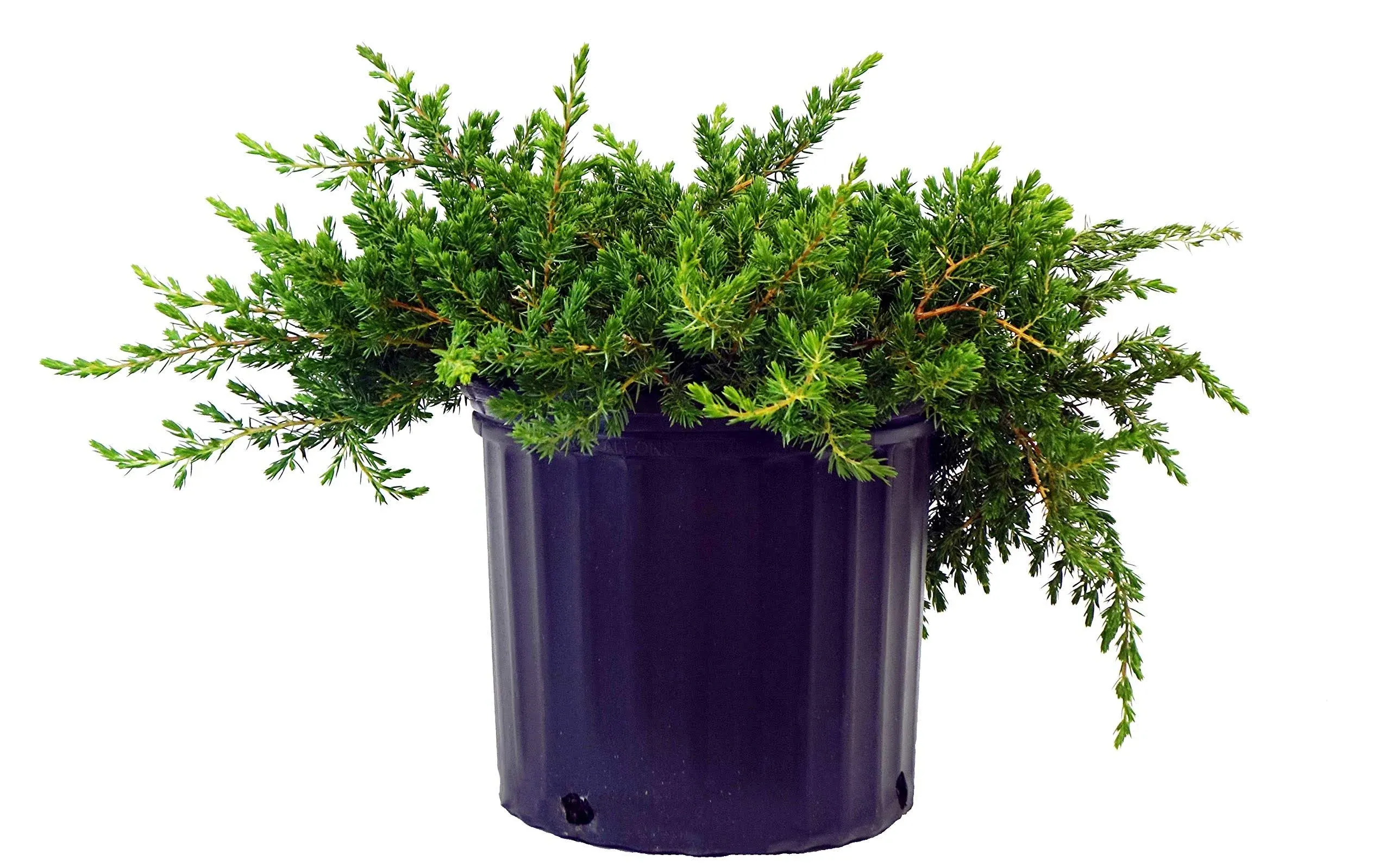 Blue Pacific Juniper