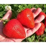 All Star Strawberry Plants - Grow Giant Strawberries - Bare Root Plants - No Ship to California (10 Strawberry Plants)