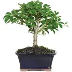 Brussel's Bonsai 6-Inch Dwarf Hawaiian Umbrella Tree In Clay Planter