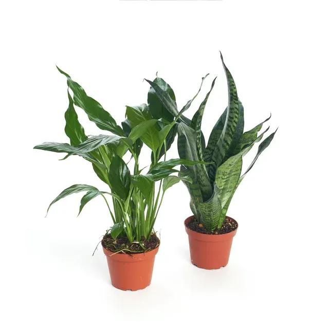 Home Botanicals Air Purifying Pack 4" House Plant Collection of 2