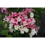 Proven Winners Czechmark Trilogy Weigela Live Shrub - WEIPRC1217800