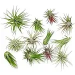 Ragnaroc Air Plants Tillandsia Ionantha Pack