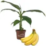 Banana Tree - Live Plant in A 4 inch Growers Pot - Grower's Choice Based Availability - Edible Fruit Bearing Tree for The Patio and Garden