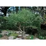 2 Corkscrew Willow Trees - Live Tree Cuttings - Branches and Leaves Curl Very Distinctly Grow 2 Corkscrew Willow Trees