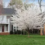 Yoshino Cherry Tree