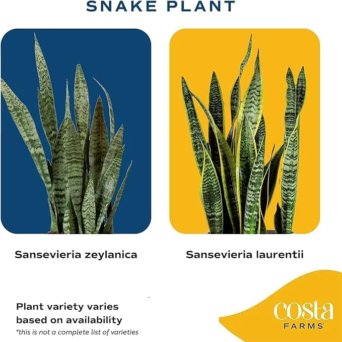 Costa Farms Live Indoor Snake Plant, Sansevieria 12-Inches Tall, Decor Planter