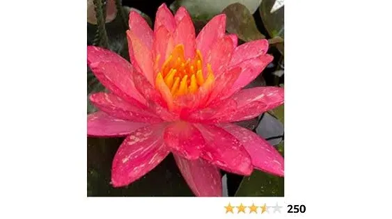 Nymphaea Wanvisa Red Hardy Water Lily 1 Rhizome Live Aquarium Plant BUY2GET1FREE