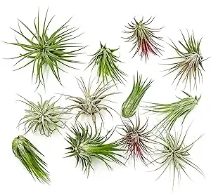 Air Plants - Tillandsia Ionantha Pack, Regular 1-3" - 12ct - Live Arrival Guaranteed - House Plants for Home Decor & Gift