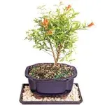 Brussel's Live Dwarf Pomegranate Indoor Bonsai Tree - 5 Years Old; 8" to 12" Tall with Decorative Container, Humidity Tray & Deco Rock