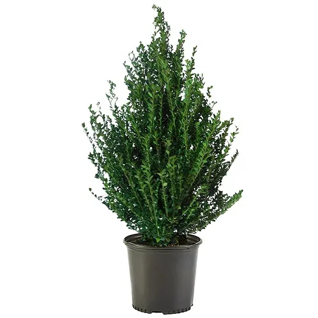 Holly Steeds Upright Japanese (Ilex) Live Shrub (3 Gallon) , 2.25 Gal