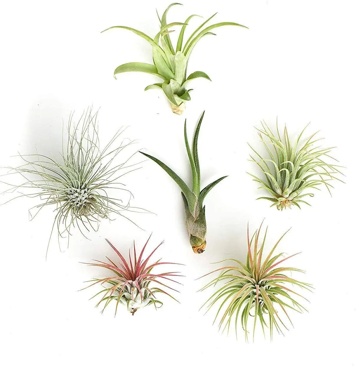 Shop Succulents | Assorted Collection | Variety of Species, Tropical House Plant for Home Décor, DIY Terrariums, 6-Pack