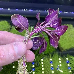 Generic, Lobelia Cardinalis Cardinal Plant Dwarf - BUY3GET1FREE Live Aquarium