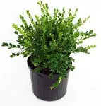 Winter Gem Boxwood