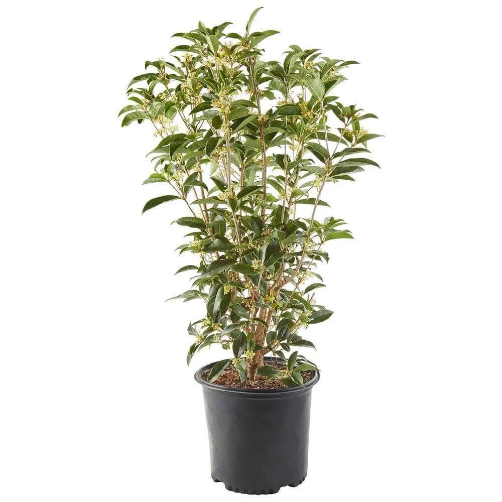 Shrub Tea Olive Osmanthus 2.25 gal, White Blooms