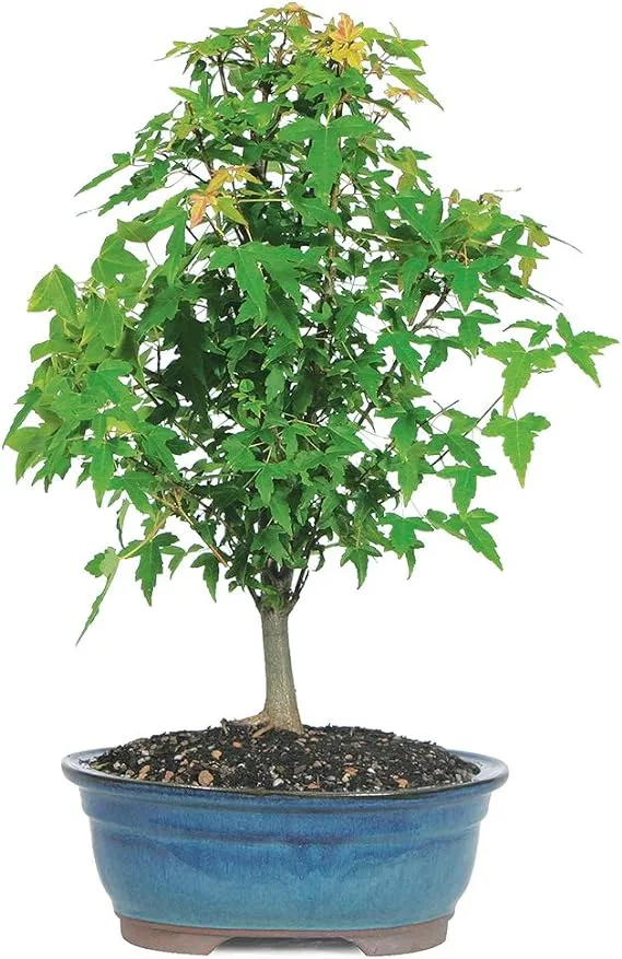 Brussel's Bonsai Live Trident Maple Outdoor Bonsai Tree 5 Years Old 8"-12" Tall with Decorative Container, Medium