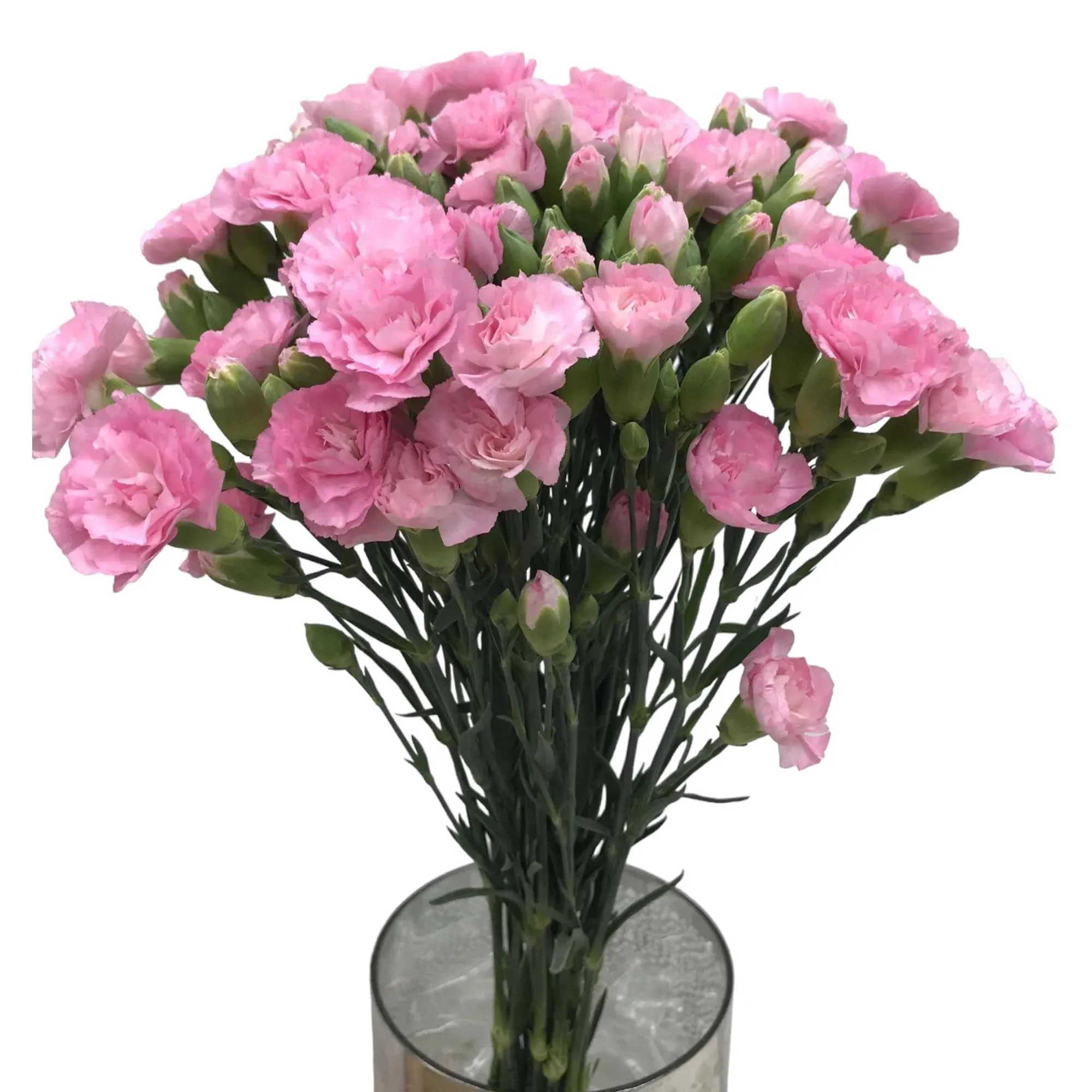 15 Pink Mini Carnations Fresh Cut Flower Bouquet  Gifts for Birthday Anniversary Friendship and Love