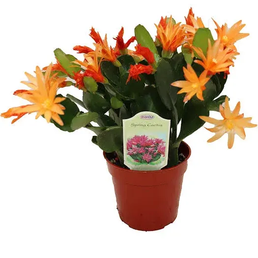 Spring Cactus (Surprise Colors) - 4" from California Tropicals