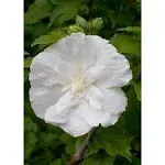 1 gal. White Chiffon Rose of Sharon Hibiscus Live Shrub, White Flowers