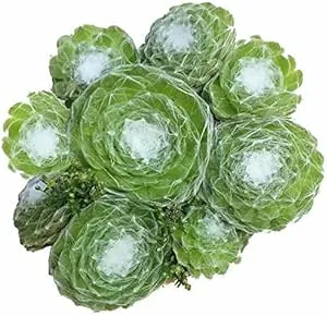 Sempervivum Cobweb Hens and Chicks