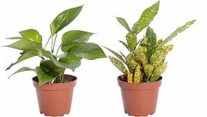 Shop Succulents | Standing Collection Indoor House Plants Hand Selected, Live, Air Purifying 2-Pack,