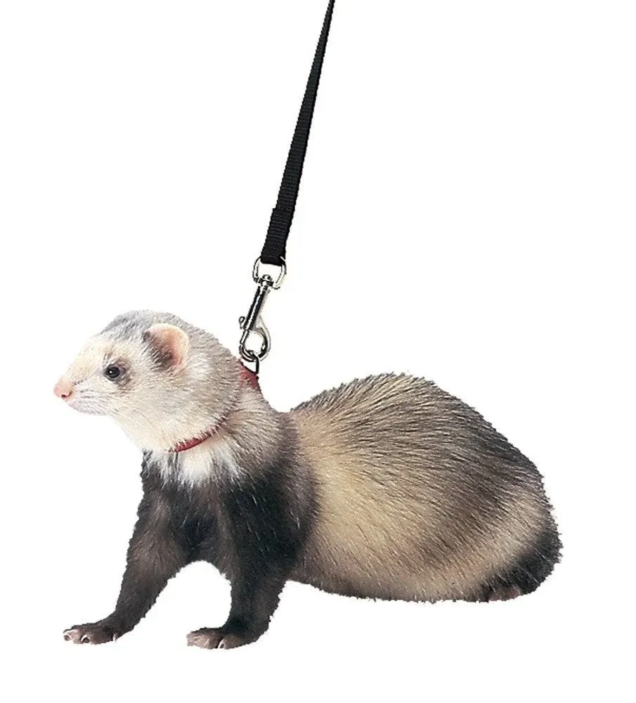 Marshall Pet Royal Blue Ferret Harness and Lead 48 in